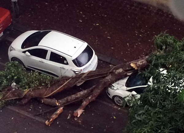 Cây xanh bật gốc, đè bẹp xế hộp trong cơn mưa ở Hà Nội