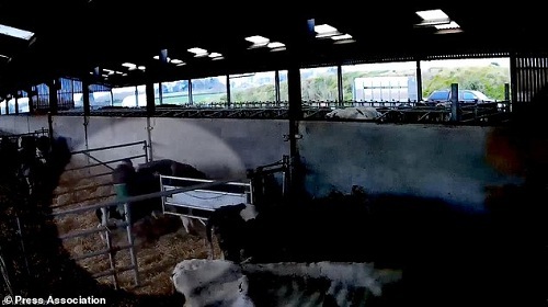 Chàng trai đối mặt với án tù vì tội đánh... bò