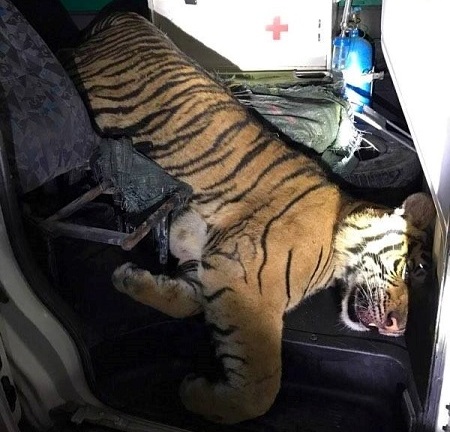 Phát hiện xác hổ đông lạnh được vận chuyển bằng xe cứu thương