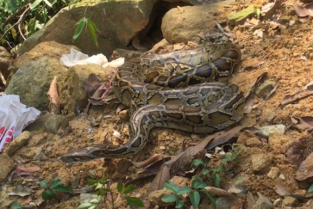 Đi thả trăn đất quý hiếm nặng 10kg về rừng, bắt gặp rắn hổ mang phì