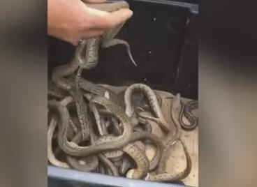 Rùng mình cảnh người đàn ông tay không bắt cả ổ rắn