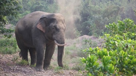 Hạn chế đàn voi 