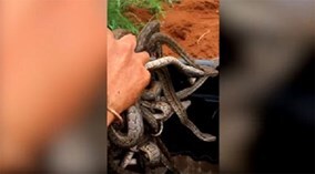 Người đàn ông tay không bắt ổ rắn