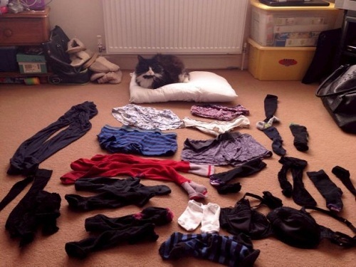 Chủ khốn khổ vì chú mèo 'trộm' nội y đem 'trưng bày' khắp nhà