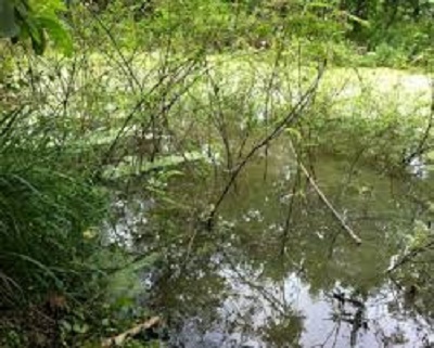 Tạm giữ nghi phạm 17 tuổi đánh chết bạn rồi giấu thi thể trong vuông tôm