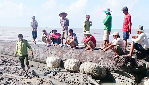 Cây dầu nghi 200 tuổi quý hiếm chôn ở cửa biển Cà Mau