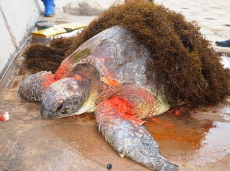 Phát hiện rùa biển quý hiếm trăm tuổi bị thương trôi dạt vào bờ biển Nam Định