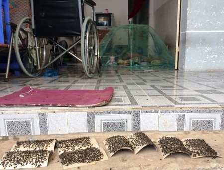 “Biển ruồi” hoành hành sau cháy lớn tại Công ty Kwong Lung – Meko