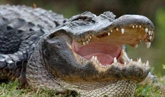 Trận kịch chiến kinh hoàng của cá sấu khổng lồ