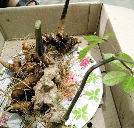 Củ sâm Ngọc Linh quý hiếm được rao bán với giá hơn 400 triệu đồng