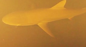 Quái vật đại dương sống ở nơi khắc nghiệt nhất Trái đất