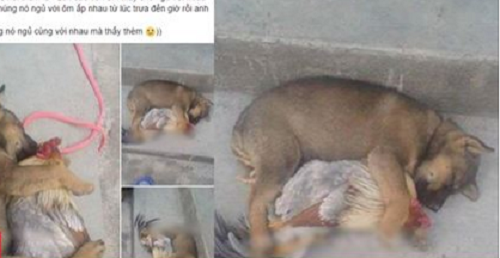 Cười ngất với hình ảnh chú chó ôm gà ngủ ngon lành lúc giữa trưa