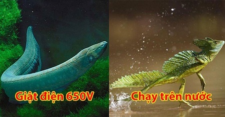 Khám phá 10 động vật quái dị nhất bên trong rừng rậm Amazon