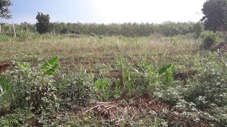 Hai vợ chồng bị sét đánh thương vong khi đang làm rẫy