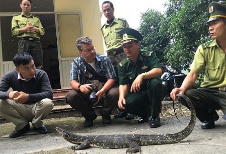 Thả một cá thể kỳ đà quý hiếm nặng gần 6kg về rừng