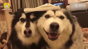 Gặm nát sách, 2 chú chó bị chủ phạt theo cách không tưởng