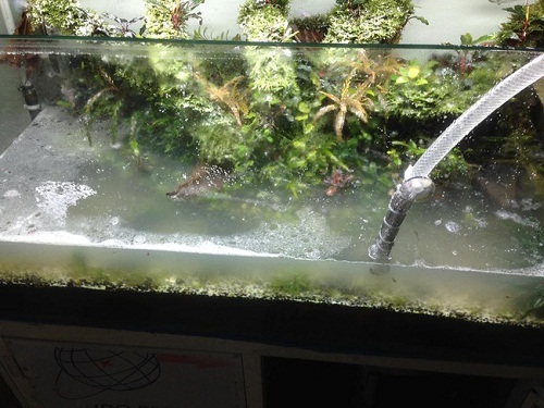 Vợ đổ 3kg bột giặt, 5 lít dầu ăn và 1 chai rửa vệ sinh vào bể cá của chồng để trị tội bỏ bê vợ con