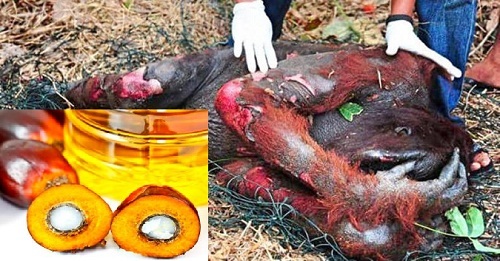 Sự thật tàn khốc phía sau ngành công nghiệp sản xuất dầu cọ