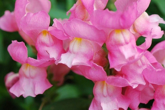 Loài hoa kì lạ tuyệt đẹp mang nhiều giai thoại huyền bí