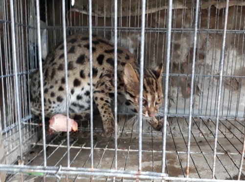 Bẫy chồn, dính cá thể mèo rừng quý hiếm