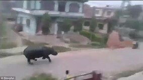 Phát hoảng vì Tê giác 2,2 tấn đuổi sầm sập đuổi theo xe máy