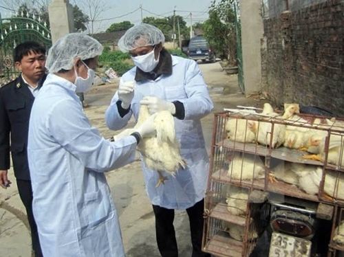 Sau Quảng Ninh, tiếp đến Đắk Nông xuất hiện ổ dịch cúm H5N1
