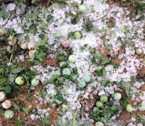 Sơn La: Mưa đá trên diện rộng, nhiều diện tích mận hậu bị mất trắng