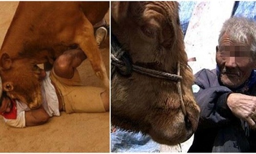 Đứa con bất hiếu và câu chuyện con bò già cứu sống ông bố