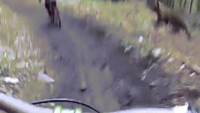 Cong lưng đạp xe chạy trốn vì bị gấu hùng hục truy đuổi