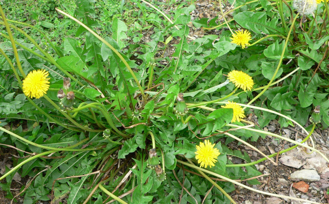 Loại cây dễ kiếm ở Việt Nam giúp dưỡng gan, giải độc, giã rượu