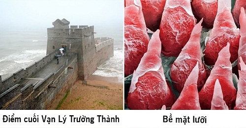 Ngắm loạt ảnh dù không quá phổ biến nhưng sẽ khiến bạn ngỡ ngàng