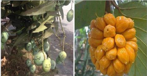 “Cười té ghế” với 1.001 chiêu chống trộm trái cây chỉ có ở Việt Nam