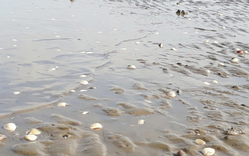 Vụ nghêu, cá chết trắng trên biển Kiên Giang: Bộ NN&PTNT khảo sát