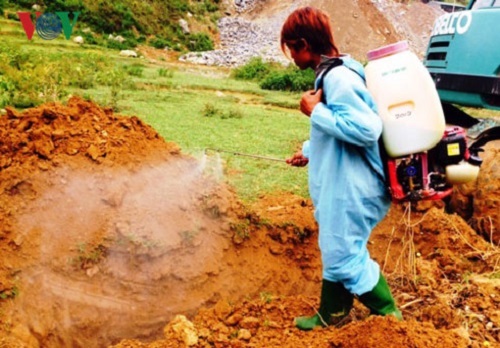 Hàng chục con trâu bị chết vì ăn phải thuốc trừ cỏ