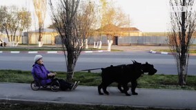 Bà cụ 79 tuổi cưỡi xe chó đi khắp thành phố