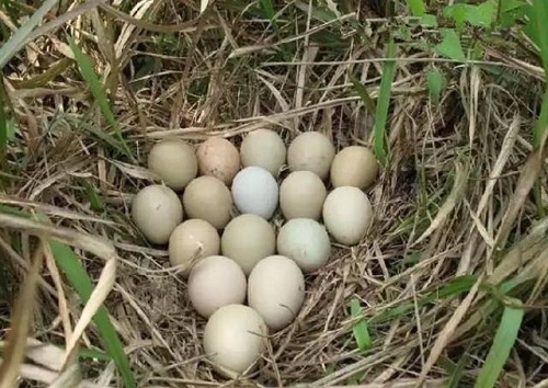 Đem ổ trứng từ rừng về cho gà mái ấp, người nông dân bàng hoàng khi thấy kết quả