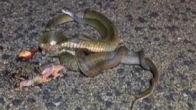 Rắn đực quấn chặt quanh xác bạn tình bị xe cán