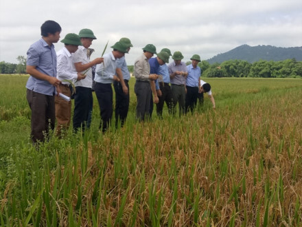 Lãnh đạo tỉnh Hà Tĩnh truy tìm nguyên nhân gây thiệt hại hơn 10.000ha lúa