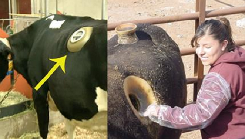 Bật mí sự thật phía sau những chiếc lỗ trên bụng bò sữa