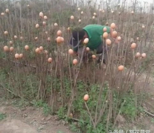 Cho cây trồng “mọc” trứng gà, người nông dân thu lãi lớn