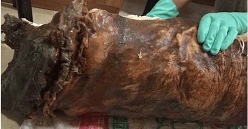 Đào được “gốc cây già”, nam thanh niên mang về nhà thì phát hiện sự thật bất ngờ