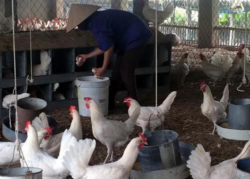 Sau khủng hoảng thịt lợn, trứng gà xuống giá 1.000 đồng/quả, ế chất đống đầy nhà