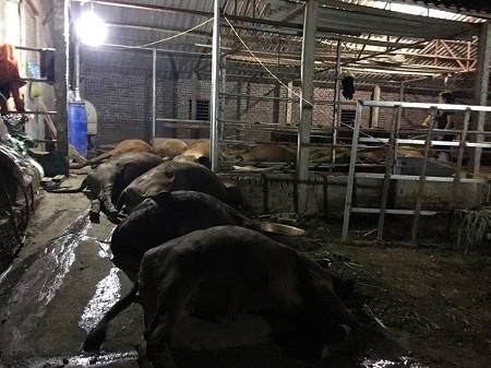 Ăn xong, 17 con bò lăn ra chết