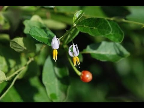 Cách giải độc gan bằng thảo dược dễ kiếm