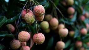 Ăn vải không đúng cách nguy hiểm khôn lường