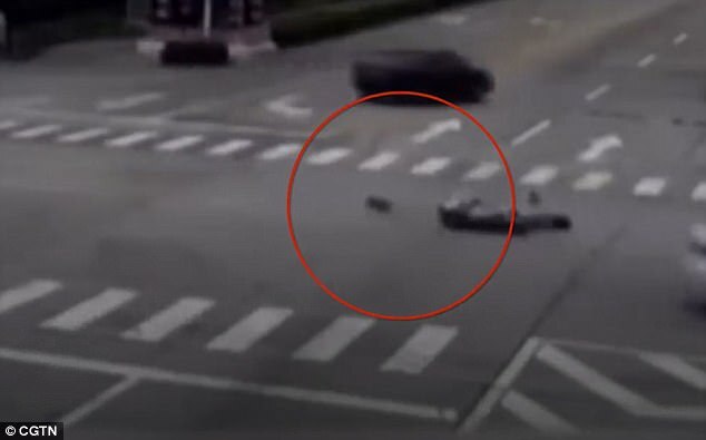 Chủ bị đâm xe, chó chạy theo chặn đầu ô tô gây tai nạn