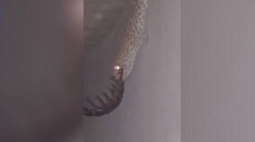 Kinh dị cảnh thằn lằn nuốt rết khổng lồ ở Thái Lan