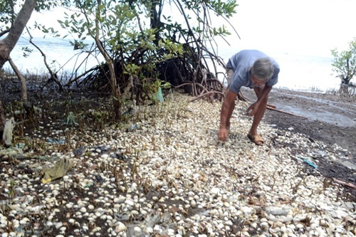 Nguyên nhân khiến cá chết bất thường ở Kiên Giang