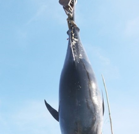 Ngư dân bắt được cá ngừ vây xanh 