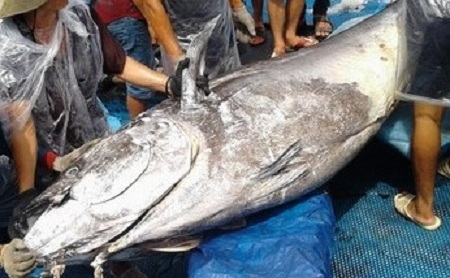 Ngư dân Bình Định bắt được cá ngừ đại dương 